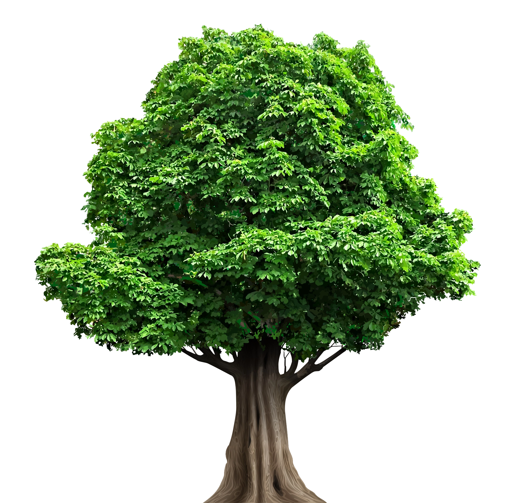 Professional Tree Maintenance