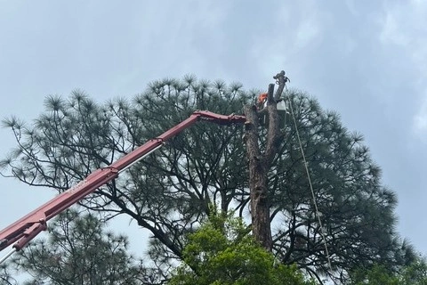 Tree Maintenance