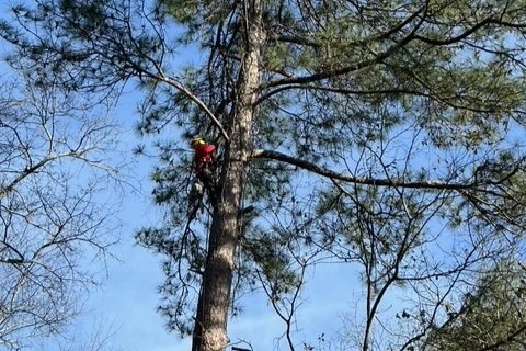 Tree Pruning